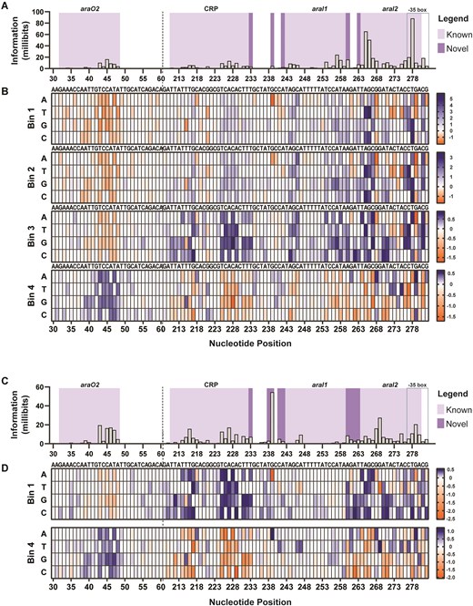 PBAD information footprints and enrichment heat maps under 0.2% arabinose and 0% arabinose. (A, C) Information footprints were generated using mutual information, shown in millibits, to locate specific sites that play a role in modulating GFP expression. The importance of the AraC-binding sites (araO2, araO1, araI1, and araI2), CRP-binding site, and the -35 box are mapped at the nucleotide level under (panel A) induced and (panel C) uninduced conditions. Regions P61-209, which includes araO1, is not shown here to fit in the main figures. The fully mutagenized data are shown in Supplementary Figs S8 and S9. Heat maps depict the sequence enrichment (in blue) and depletion (in orange) at each position for each sorted bin in the (B) 0.2% and (D) 0% conditions. Enriched sequences in the high gfp bin, B4, but depleted in the lowest gfp bin, B1, portray nucleotides that increase gfp, while enrichment in the B1 but depletion in B4 are sequences that decrease gfp.