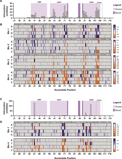 PRha information footprints and enrichment heat maps under 0.2% l-rhamnose and 0% l-rhamnose. (A, C) Information footprints were generated using mutual information, shown in millibits, to locate specific sites that play a role in modulating GFP expression. The importance of the RhaS binding sites (rhaI1, and rhaI2), CRP-binding site, and the −35 box are mapped at the nucleotide level under (panel A) induced and (panel C) uninduced conditions. (B, D) Heat maps depict the sequence enrichment (in blue) and depletion (orange) at each position for each sorted bin in the (panel B) 0.2% and (panel D) 0% conditions. Enriched sequences in the high gfp bin, B4, but depleted in the lowest gfp bin, B1, portray nucleotides that increase gfp, while enrichment in the B1 but depletion in B4 are sequences that decrease gfp. For validation studies, specific sequences of positions signaled with importance in the information footprints were chosen based on the sequence enrichment heat maps.