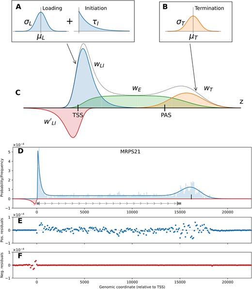The LIET model. The distributions used to define the processes (A) loading, initiation (blue, labeled WLI in part C), and (B) termination (orange, labeled WT in part C), respectively. (C) The full LIET model with each of the separate components shown, along with the combined distribution (black dotted line). The elongation region (green, labeled WE) is defined based on the two components that flank it (loading + initiation and termination), described fully in Section “LIET Model: mathematical description.” The full model also includes an upstream antisense loading + initiation region, in red labeled W'LI. (D) An example of the full model fit to MRPS21 from HCT116 data. The (E) positive and (F) negative strand residuals for MRPS21 showing that the data are well captured at both the 5′ and 3′ end of the profile.