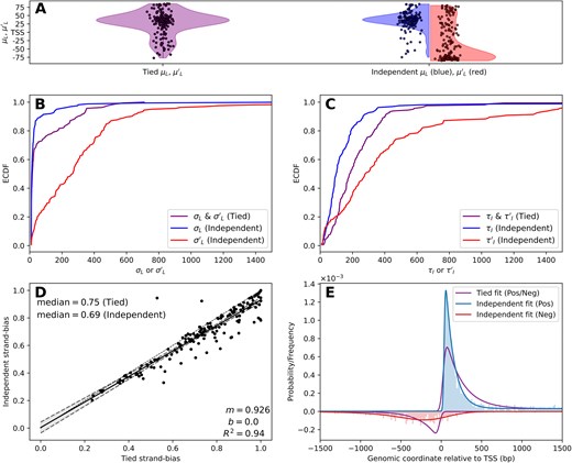 Modeling 5′ peaks independently uncovers distinct shapes between the strands. (A) ECDF of (B) loading position uncertainty parameters $\sigma _L,\sigma ^{\prime }_L$ and (C) characteristic initiation lengths $\tau _I,\tau ^{\prime }_I$ for the tied (purple, left in panel A) and independent (blue/red, right in panel A) scenario. (D) The calculated strand bias (Equation 14) for the tied (x-axis) and independent (y-axis) scenarios. (E) Schematic of generated data from the median of 5′ parameters from the independent fitting scenario results, fit by the tied or independent scenario. Note that the independent scenario fits well to the data while the tied scenario cannot account for the differing strand profiles.