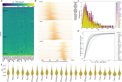 Termination parameters μT and σT are consistent across 24 cell types. (A) Heatmap of the distance between the PAS and μT per-gene, across 24 cell types. Genes (y-axis) are sorted on mean (μT - PAS) distance and cell types (x-axis) are sorted by the standard deviation of (μT - PAS) across genes. (B) Ridge plots of the dissociation distribution (μT, σT) across cell types for three genes: DSTYK (top), ENO1 (middle), and CMPK1 (bottom). Genes chosen to highlight the variation in μT (black ticks) positioning between genes. (C) Histogram of σT across cell types. (D) Cumulative distribution of distances of each inferred μT from the average dissociation distribution. Black line is the overall average across all cell types. (E). Violin plots of $w_T$ across cell types.