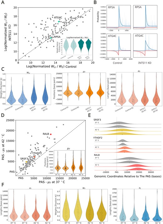 LIET model detects perturbation-induced changes in transcription. (A) Scatter and violin plot of the log of the averaged normalized pausing ratio (Equation 15) across replicates for samples treated with and without an INTS11 knock-down (KD). Normalized pausing ratio increases at a subset of genes. (B) Bidirectional transcription at the 5′ end of RPSA and ATG4C with and without addition of the INTS11 KD. The pausing ratio for RPSA remains relatively unchanged upon treatment with the INTS11 KD, while ATG4C shows an increase in pausing ratio under the same conditions. (C) Violin plots showing control and INTS11 treated replicates across $w_{LI}$, μT, and $w$T. $w$LI increases under exposure to the INTS11 KD, while termination-associated factors μT, and $w$T do not significantly change. (D) Scatter and violin plot of the average (μT - PAS) values across replicates for control and heat shocked samples. Heat-shock globally increases the distance between PAS and μT on a per-gene basis. (E) Modeled termination peak in SRSF3 (top), YTHDF2 (middle), and RALB (bottom). The position of μT is indicated by a black tick for each replicate, and the width of each peak is reflective of σT. μT at RALB shifts farther down stream when exposed to heat shock compared to SRSF3 and YTHDF2. (F) Violin plots of σT, $w$T, and $w$LI in control and heat shocked conditions. σT and σL are not impacted by heat-shock whereas $w$T decreases when exposed to heat-shock.