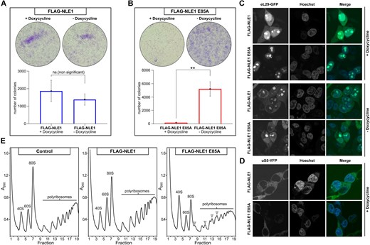 Overexpression of the NLE1 E85A mutant is dominant lethal in human cells. (A-B) Cells overexpressing FLAG-NLE1 E85A (+ doxycycline) show reduced cell number compared to uninduced mutant cells (- doxycycline) and NLE1 WT cells with or without overexpression. Colony formation assay performed in Flp-In 293 T-REx NLE1 WT (A) and NLE1 E85A mutant (B) cells with and without doxycycline induction. Cells stained with crystal violet and the number of cells shown as mean of three experiments. Error bars represent standard deviation of three independent experiments. An unpaired t test was conducted to assess statistical significance (ns, not significant; *, P < 0.05; **). (C-D) Confocal microscopy monitoring the subcellular localization of eL29-GFP (C) and uS5-YFP (D) in NLE1 WT and E85A mutant cells induced with doxycycline and uninduced. Nuclei are counterstained with Hoechst. (E) Polysome gradient analysis of NLE1 WT and NLE1 E85A mutant cells compared to untagged Flp-In cells (control). Whole cell lysates were separated by ultracentrifugation on a 10–50% sucrose gradient. The migration of the 40S, 60S, and 80S is labelled accordingly. Half-mers appearing in the FLAG-NLE1 E85A induced cells are labelled with arrows.