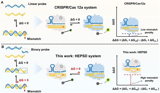 Comparison of HEPSD and conventional CRISPR/Cas12a system. (A) Low mismatch penalty drives activation by mismatched targets in linear probe (LP)-based CRISPR/Cas12a systems. (B) Schematic illustration of the HEPSD platform using binary spacer-assisted CRISPR/Cas adaptors to achieve a high mismatch penalty, allowing for precise SNV detection.