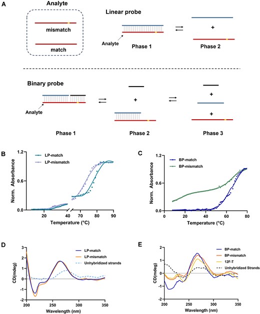 Discrimination characterization of LP and BP. (A) Schematic representation of linear and BPs across different phases. As the temperature increases, the probe-analyte duplex (phase 1) transitions to a dissociated state, with BPs potentially passing through intermediate states (phase 2) before complete dissociation (phase 3). (B, C) Comparison of the temperature window (10°C–90°C) for mismatch discrimination between LP and BP. Each RNA probe and analyte was prepared at a concentration of 2 μM. (D, E) CD plot confirming hybridization states of probes to analytes. The longer binding arm (12F) of the BP hybridizes with the analyte to form the hybridization state denoted as 12F-T. Each oligomer concentration was 2 μM, and measurements were done in an annealing buffer at 25°C.