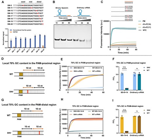 The discrimination performances of HEPSD for wobble base pairs under different sequence settings. (A) Verification of wobble mismatch discrimination at various positions in sequences with 70% GC content. The assay was performed using 50 nM Cas12a, 50 nM binary spacers or crRNA, 200 nM F-Q reporter, and 1 nM dsDNA targets in 20-μl reaction volume (n = 3). Reactions were conducted at 37°C, and the plot represents the fluorescence signal normalized to the maximum intensity at t = 30 min. (B) Cis-cleavage characterization of Cas12a at different time points in 15% PAGE. The assay was conducted using 500 nM Cas12a, 500 nM BS-14 + 6/crRNA, and 500 nM mismatched dsDNA (rG-dT wobble mismatch) at 37°C, comparing the cleavage efficiency between the HEPSD system and the conventional CRISPR/Cas12a system. (C) Trans-cleavage response of HEPSD to the presence of PM and mismatched targets over 90 min of fluorescence measurement. A short TS-binding arm was paired with sequences containing 100% GC content to assess binding to PM targets and those forming rG-dT wobble mismatches. All experiments were repeated three times. (D–I) SNV discrimination containing wobble mismatches in the PAM-proximal (D–F) and PAM-distal (G–I) within a local 70% GC content. Kinetic profiles (E, H) and corresponding fluorescence endpoint values at t = 60 min (F, I) were measured. HEPSD performance was compared to the conventional CRISPR/Cas12a system. Error bars represent the mean ± SD from at least three independent replicates (n = 3). Statistical significance was assessed using unpaired two-tailed t-tests: ns: not significant, ****P < .0001.