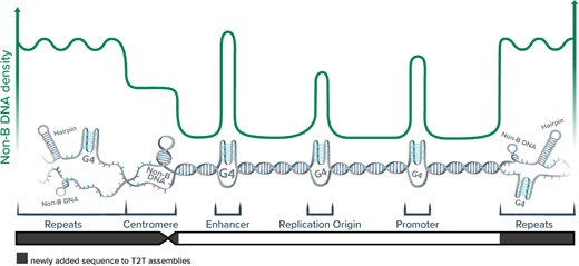 ヒト以外の霊長類のゲノムにおけるDNA構造の多様性を研究(Beyond the double helix: Alternative DNA conformations in ape genomes) ヒト以外の霊長類のゲノムにおけるDNA構造の多様性を研究(Beyond the double helix: Alternative DNA conformations in ape genomes)