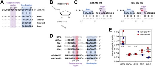 MiR-34a with abasic modifications distinguishes sites with and without 3′-pairing. (A) Binding regions and canonical seed-binding types of miR-34a. (B) The rSpacer abasic nucleotide modification. (C) Wild-type and modified miR-34a duplexes used for transfections. The guide strand is shown in black and the passenger strand in gray. Modified residues are in red. R denotes an rSpacer residue. (D) Sequences of four miR-34a target sites, with varying amounts of supplementary pairing, and a scrambled control. Nucleotides in black are predicted to pair with the miRNA. (E) MiR-34a regulation of dual luciferase reporters after 24 h with the target sites in panel (D), transfected into HEK293T cells. Each datapoint represents an independent experiment (n = 3). Results are normalized to a water control. (n.s. = not significant, *** P < .005. Significance testing was performed by independent two-sided t-test.)