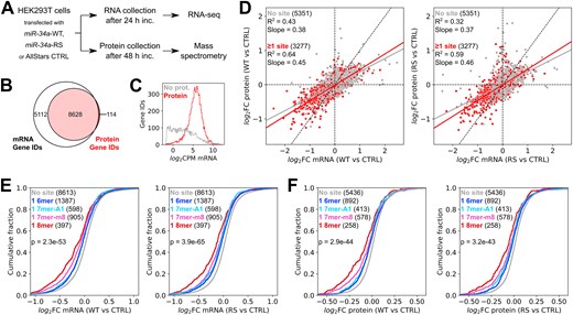 Effects of miR-34a transfection on the cellular transcriptome. (A) Schematic workflow of the experiment. (B) Overlap of Gene IDs present in the RNA-seq and mass spectrometry datasets. (C) mRNA expression levels in log2 counts per million of Gene ID records in the RNA-seq dataset with and without a matching record in the mass spectrometry dataset. (D) Correlation between changes in gene expression at the mRNA and protein levels in HEK293T cells transfected with miR-34a-WT (left panel) or miR-34a-RS (right panel), relative to a negative control. (E) Response at the mRNA level of genes with one canonical seed-binding site to wild-type and modified miR-34a, relative to a negative control. (F) Response at the protein level of genes with one canonical seed-binding site to wild-type and modified miR-34a, relative to a negative control. Significance testing in panels (E) and (F) was performed by one-way analysis of variance (ANOVA).