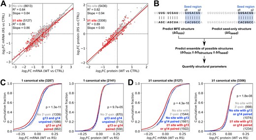 MiR-34a-RS specifically affects target sites with supplementary pairing. (A) Correlation between changes in mRNA expression (left panel) or protein expression (right panel) in HEK293T cells after transfection of miR-34a-WT or miR-34a-RS. (B) Outline of the miRNA–target structure prediction pipeline. (C, D) Differential response of target genes with predicted pairing to g13 or g14, pairing to other miRNA residues outside the seed, or no 3′-pairing. (Significance testing was done by one-way ANOVA.)
