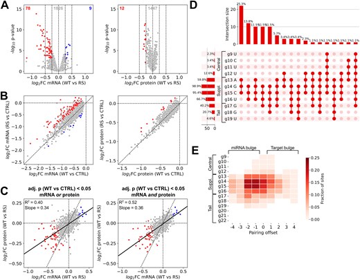 Characteristics of consequential miR-34a 3′-pairing. (A) Response of miR-34a target genes to miR-34a-WT, relative to miR-34a-RS. Genes with log2 fold changes above 0.25 or below −0.25 with an adj. P-value < 0.05 are marked as significantly upregulated or downregulated. Numbers at the top indicate the number of genes in each category. (B) Correlation between changes in mRNA and protein expression of the genes in panel (A) after transfection of miR-34a-WT or miR-34a-RS. (C) Correlation between responses of miR-34a target genes to miR-34a-WT relative to miR-34a-RS at the mRNA and protein levels. (D) Upset plot of predicted binding in miR-34a target sites on genes in red in panels (A) and (B). Horizontal bars show the percentage of 3′-pairing sites in which each miR-34a residue is paired, vertical bars show the frequency of each range of paired residues. (E) Fraction of 3′-pairing offsets for each miR-34a residue outside the seed in the same structure predictions as panel (D). Negative offsets indicate bulges on the miRNA side, positive offsets indicate bulges on the target side.