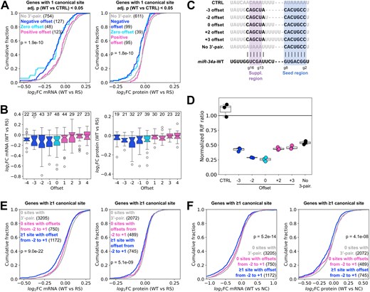 MiR-34a is more efficient with miRNA bulges than with target bulges. (A) Differential mRNA and protein response to the RS modification for sites with negative, zero or positive offsets between the seed and 3′-pairing helices. (B) Response to the RS modification of sites with different offsets, for the same predicted structures as in panel (A). The numbers above the boxes indicate the number of sites. (C) Sequences of designed target sites with varying offsets. Nucleotides in black are predicted to pair with the miRNA. (D) MiR-34a regulation of the target sites in panel (C), assessed with dual luciferase reporters after 24 h in HEK293T cells. (E) Response to the RS modification of genes with one or more sites with predicted offsets between −2 and 1, compared to genes with no such sites or no predicted 3′-pairing sites at all. (F) Response to miR-34a-WT relative to a negative control for the groups in panel (E). Each datapoint in the luciferase plot represents an independent experiment (n = 3). Results are normalized to an AllStars negative control siRNA, same as the RNA-seq data. Significance testing between groups in panels (A), (E), and (F) was performed by one-way ANOVA.