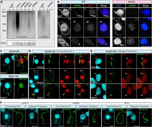 Emit3 localizes to meiotic MIC and is essential for MIC ncRNA transcription. (A) Strand-specific Northern blotting was used to investigate transcripts from (+) and (−) strands of an MIC-specific DNA locus, known as the M-element. Transcripts were detected in WT and rib1Δ cells, and were accumulated in dcl1Δ cells due to the lack of ncRNA cleavage. In contrast, transcripts were not detected in emit1Δ, emit2Δ, or emit3Δ mutants. The expression of the conjugation-specific PDD1 gene was analyzed as a control for loading and developmental stages. (B) Immunostaining of dsRNA (and Rpb3) in WT and emit3Δ cells. Scale bar: 10 μm. (C) Upper panel: Costaining of endogenously expressed Emit3-HA (by immunostaining) and telomeric repeats (by FISH) in a stage IV meiotic cell. Lower panel: Immunostaining of endogenously expressed Tfiibl1-HA in a stage IV meiotic cell. (D) Costaining of Emit3-HA and Rpb3 (an RNA Pol II-specific subunit) was performed to assess their localization. Emit3 and Rpb3 colocalize in the meiotic MIC of Tetrahymena cells, fixed under a mild condition (i.e. conventional fixation). (E) Costaining of Emit3-HA and Rpb3 was performed to assess their localization. Emit3 and Rpb3 colocalize in the meiotic MIC, fixed under a harsh condition (i.e. pre-fixation detergent treatment, which removes nucleoplasmic proteins not tightly associated with chromatin). For technical details, see “Materials and methods” section. (F) Investigation of Emit3 localization in rib1Δ, emit1Δ, and emit2Δ mutants, which exhibit disrupted MIC ncRNA biogenesis. Scale bars: 10 μm.