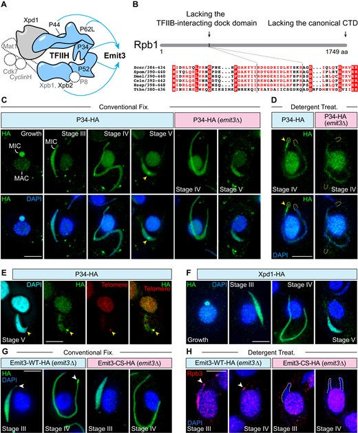 Emit3 interacts with TFIIH through a zinc-ribbon and this interaction is required for recruiting Pol II to the MIC chromatin. (A) Interactions (depicted in blue) between Emit3 and TFIIH components were identified through immunoprecipitation. Components indicated by dashed lines are not present in Tetrahymena. The shape and arrangement of the complex subunits are modeled based on the human TFIIH core complex (PDB code: 6nmi). (B) Tetrahymena Rpb1 lacks both the conserved TFIIB-interacting dock domain and the canonical carboxy-terminal domain (CTD) that contains phosphorylatable heptad repeats. (C-D) Immunostaining of the endogenously expressed TFIIH complex subunit P34-HA in WT and emit3Δ cells that were fixed under different conditions. Arrowheads indicate the telomeric clustered region in the MIC. Dashed lines indicate MIC termini. Scale bars: 10 μm. (E) Costaining of P34-HA (using immunostaining) and telomeric repeats (using FISH) in a stage V meiotic cell. Arrowheads indicate the telomere-clustered region in the MIC. Scale bar: 10 μm. (F) Immunostaining of another endogenously expressed TFIIH complex subunit, Xpd1. Scale bar: 10 μm. (G) Immunostaining of endogenously expressed Emit3-WT-HA (i.e. unmodified Emit3) and Emit3-CS-HA (i.e. zinc ribbon mutated Emit3). Arrowheads indicate enriched Emit3-WT-HA at a pole of the elongated meiotic MIC. Scale bar: 10 μm. (H) Immunostaining of Rpb3 in Emit3-WT-HA and Emit3-CS-HA cells that were detergent-treated prior to fixation. Scale bar: 10 μm.