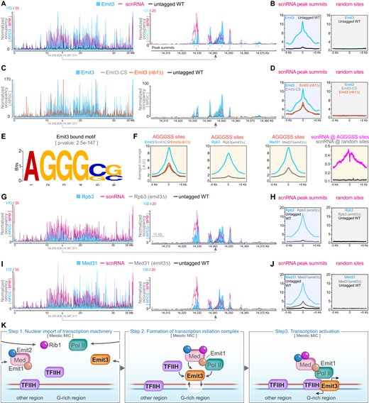 Chromatin occupancy analysis revealed that Emit3 preferentially associates with meiotic scnRNA production regions. (A) Occupancy of Emit3 and the abundance profile of scnRNAs on the meiotic MIC chromosome 2 (left panel) and a representative region of chromosome 2 (right panel). Blue vertical lines indicate Emit3-HA peak summits, while magenta vertical lines mark scnRNA peak summits. BPM: Bins per million mapped reads. RPCG: Reads per genome coverage. (B) Profile visualization of Emit3 CUT&Tag reads distribution around scnRNA peak summits and an equivalent number of random sites in the MIC. (C) Chromatin occupancies of Emit3 (in WT and rib1Δ cells) and Emit3-CS (with a mutated zinc-ribbon) on the MIC chromosome 2. (D) Profile visualization of CUT&Tag reads distribution around the summit of scnRNA peaks, compared to an equivalent number of random sites in the MIC. (E) A consensus motif identified from the Emit3-bound sequences. (F) Profile visualization of CUT&Tag reads for Emit3 (in WT and rib1Δ cells), Emit3-CS, Rpb3 (in WT and emit3Δ cells), and Med31 (in WT and emit3Δ cells), alongside meiotic scnRNA reads. The data are centered around MIC sites containing the Emit3-bound AGGGSS motif. (G) Chromatin occupancies of Rpb3 (in WT and emit3Δ cells) on the MIC chromosome 2. (H) Profile visualization of Rpb3 CUT&Tag reads (in WT and emit3Δ cells) around scnRNA peak summits and an equivalent number of random sites in the MIC. (I) Chromatin occupancies of Med31 (in WT and emit3Δ cells) on the MIC chromosome 2. (J) Profile visualization of Med31 CUT&Tag reads (in WT and emit3Δ cells) around scnRNA peak summits and an equivalent number of random sites in the MIC. (K) Schematic summary of the MIC ncRNA transcription activation mechanism. Pol II, Med, and their regulators are imported to the MIC during meiosis. Subsequently, Emit3 mediates the recruitment of the Pol II transcription machinery to the G-rich regions of meiotic MIC chromatin. The engagement of Emit1, Emit2, Rib1, Med, and possibly also TFIIH stabilizes the transcription initiation complex and activates ncRNA transcription.