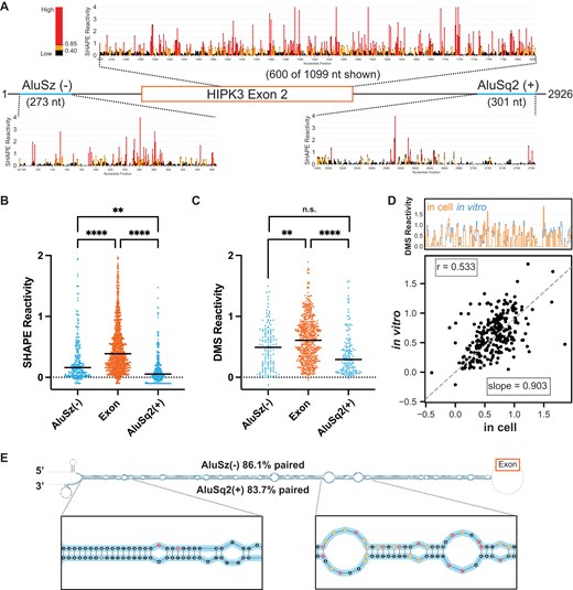 Chemical probing of HIPK3 pre-mRNA. (A) Pre-mRNA gene diagram and SHAPE profiles of HIPK3 exon 2 (orange) and its flanking Alu elements (blue). High SHAPE reactivities are shown in red, medium in orange, and low in black. (B) Median regional normalized SHAPE reactivities comparing each Alu (blue) and the exon (orange). Significance determined with an ordinary one-way ANOVA. Significance throughout all figures: *P < .05, **P < .01, ***P < .001, ****P < .0001. (C) Median regional normalized DMS reactivities comparing each Alu (blue) and the exon (orange). DMS reactivity analysis is limited to adenosine and cytidine nucleotides. Significance determined with an ordinary one-way ANOVA. (D) Comparison of normalized in vitro DMS reactivities with in-cell DMS reactivities. Top: skyline plot comparing per-nucleotide reactivity of a subset of the data. Bottom: linear regression and correlation comparison of normalized reactivities. Correlation calculated as Pearson’s correlation coefficient. (E) Maximum expected accuracy structure of the Alu–Alu hairpin informed by SHAPE probing. Structure is truncated for visualization and insets are zoomed in on representative regions. Alu elements are highlighted in blue and nucleotides are colored by SHAPE reactivity as in panel (A). Percentage paired reflects the percentage of Alu nucleotides that are paired to any other nucleotide.