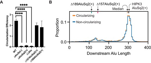 Alu elements are required and partial Alu elements are sufficient for circularization. (A) Circularization efficiency of HIPK3 exon 2 in differing Alu contexts. Significance determined with an ordinary one-way ANOVA and Dunnett’s multiple comparisons test. Significance throughout all figures: *P < .05, **P < .01, ***P < .001, ****P < .0001. (B) Distribution of the length of Alu elements downstream of exons. Alu elements associated with exons in the circRNA database, circBase, are shown in orange, whereas Alu elements associated with exons not known to circularize are in blue.