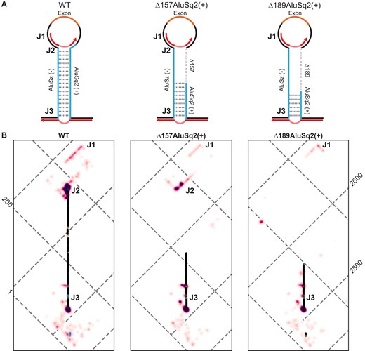 JuMP data of circularizing constructs mapped to WT coordinates show broad structural agreement. (A) Model structure illustrations for WT and partial Alu deletions, Δ157AluSq2(+) and Δ189AluSq2(+). Alu elements are illustrated in blue with deleted sequence marked by a dashed line and the exon in orange. Red arrows represent amplicon-targeted predicted JuMP events, with the deletion marked by the dashed portion. Approximate locations of notable JuMP events are denoted by J1, J2, and J3. (B) Zooming in on the Alu–Alu interaction of WT, Δ157AluSq2(+), and Δ189 AluSq2(+) structures, mapped to WT coordinates. JuMP density is colored as in Fig. 4B, as is pairing probability for WT. Pairing probabilities for Δ157AluSq2(+) and Δ189AluSq2(+) are grayscale colored based only on SHAPE-informed pairing probabilities. Notable JuMP interactions are denoted by J1, J2, and J3.