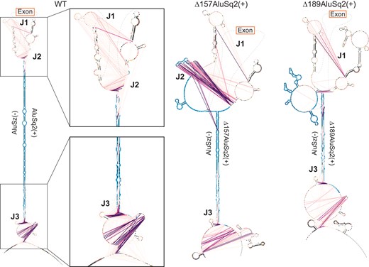 Maximum expected accuracy secondary structure diagrams of the Alu–Alu interaction of WT, Δ157AluSq2(+), and Δ189AluSq2(+) constructs. Structures are informed by SHAPE chemical probing. Alu elements are highlighted in blue, with primer locations from JuMP highlighted in dark gray. JuMP interactions are shown by pink/purple lines, with the color scale from Fig. 4B. Individual nucleotides are colored by SHAPE reactivity. Structures are truncated to focus on Alu elements and JuMP interactions. Notable JuMP interactions are denoted by J1, J2, and J3 and correspond to the same labels as in Fig. 5.