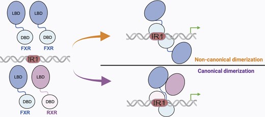 糖と脂質を制御するタンパク質が自己相互作用する可能性(Protein regulator of sugars and fats may work with an unexpected partner ― itself) 糖と脂質を制御するタンパク質が自己相互作用する可能性(Protein regulator of sugars and fats may work with an unexpected partner ― itself)