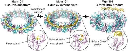 BRCA関連がんのDNA修復機構を解明(Breakthrough Study Sheds Light on How BRCA-Related Cancers Repair Broken DNA) BRCA関連がんのDNA修復機構を解明(Breakthrough Study Sheds Light on How BRCA-Related Cancers Repair Broken DNA)