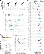 mRNA effects of dipeptide repeats require in-frame translation. ( A ) mRNA ...