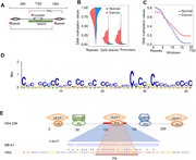 Genome-wide screening for methylation barriers and sequence signatures. ( A...