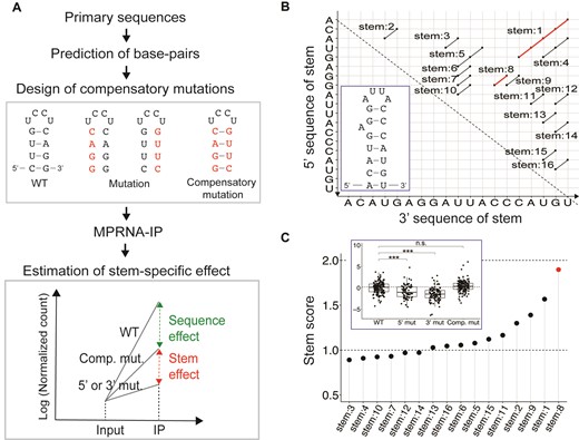 通过MPRNA-IP鉴定MS2 RNA的结构特征。（A） MPRNA-IP用于探索RNA结构的补偿性突变分析示意图。从一级序列预测二级结构后，将点突变或全干突变引入预测结构的5′或3′端，以及5′和3′突变，以拯救假定的结构元件。基于补偿性突变分析，应用回归模型分析结构和序列对结合的贡献。（B） 根据MS2发夹的主要序列，所有可能的茎都包含两个或多个相邻碱基对。WT MS2发夹内的两个已知茎用红色标记。插图表示MS2发卡的已知结构。（C） （B）中所有预测基线的杆得分，由（A）中描述的统计模型估计。颜色表示统计显著性：红色（FDR<0.1）和黑色（else）。请注意，茎1和8是WT发夹中已知的两个茎。插图：茎8寡核苷酸折叠变化的分布（log2比例）。茎8的5′和3′突变破坏了与MCP的相互作用，这是通过恢复茎的补偿性突变来挽救的。数据点表示MPRNA-IP的三个生物复制品的条形码（WT:142，5′mut:76，3′mut:107，Comp.146）。分布由标准方框图描述：方框表示百分比分布的第一和第三个四分位数，水平线表示中值，胡须表示第十和第九十个百分位数。通过双侧Mann-Whitney U检验评估统计显著性：***表示p值<0.001，n.s.表示p值>0.01。