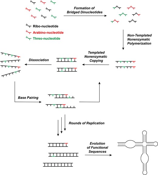 说明从益生元混合物中产生RNA的途径和功能序列进化的示意图。