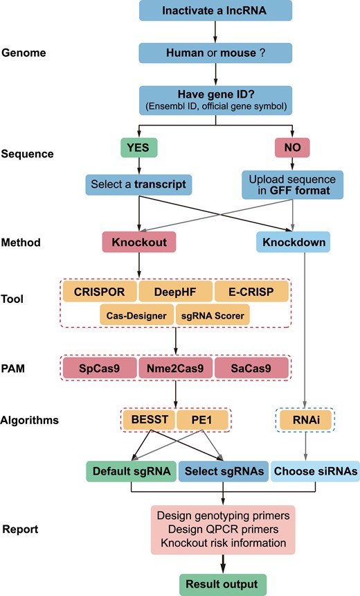The workflow of lncRNA web server.