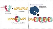YejK与大肠杆菌染色体DNA结合的模型及其对基因表达的影响。。。