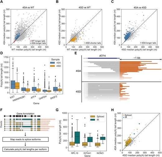 Phospho-inhibitory PABPN1 (4SA) mutants display widespread poly(A) tail lengthening of fully spliced and unspliced mRNA. (A–C) Scatterplot displaying median poly(A) tail length for each gene in (A) 4SA versus WT cells, (B) 4SD versus WT cells and (C) 4SA versus 4SD cells. Black dashed line represents equal tail lengths in both conditions. Genes whose transcripts have significantly longer poly(A) tails in one condition over the other are coloured accordingly as identified in the legend (see Figure 3D). Statistical significance was determined using Mann–Whitney U test and Benjamini–Hochberg correction (FDR < 0.05). (D) Boxplot of poly(A) tail lengths for reads mapped to select genes (two replicates combined) from 4SA and 4SD cells. (E) Schematic of poly(A) tail lengths in reads mapped to ATF4 in 4SA and 4SD cells. poly(A) tails are coloured orange. (F) Schematic of data analysis for poly(A) tail length comparisons between splice isoforms. (G) poly(A) tail lengths for RPL10, EIF4A1, and NONO spliced vs intron-retained isoforms in EV cells shows that intron-retained transcripts generally have longer poly(A) tails. (H) Scatterplot displaying median poly(A) tail length for each splice isoform in 4SA vs 4SD cells. Coloured points have significantly longer poly(A) tails in 4SA than 4SD cells. Gold points are fully spliced, while teal points are intron retained isoforms. Statistical significance was determined using Mann–Whitney U test and Benjamini–Hochberg correction (FDR < 0.05).