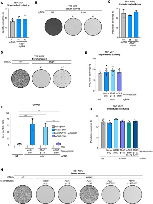 ADAR1 depletion is lethal in non-permissive culturing conditions. (A) Population doublings (h) of TBP MEFs transduced with non-targeting (NT) or Adar1 sgRNAs clones grown in unperturbed culturing conditions (+10% FCS) and passed before reaching confluency. Dots represent 6 independent measurements. Error bars indicate standard deviation. (B) Representative image of 300.000 serum-starved TBP MEFs from (A) cells cultured for 10 days in 6-well plates. (C) Population doublings (h) of TBP ARPE cells transduced with a NT or ADAR1 shRNAs in unperturbed culturing conditions (+10% FCS) and passed before reaching confluency. Dots represent 3 independent measurements. Error bars indicate standard deviation. (D) Representative image of 25.000 serum-starved TBP ARPEs from (C) grown for 14 days in 6-well plates. (E) Population doublings (h) of NT or ADAR1 knockout TBP MEF reconstituted with linearized pmGFP (vector only), pmGFP-ADAR-p110 or pmGFP-ADAR-p150. Cells were grown in unperturbed culturing conditions (+10% FCS) and passed before reaching confluency. Dots represent six independent measurements. Error bars indicate standard deviation. (F) Fraction of Zombie+ TBP MEFs from (E) cultured in unperturbed (+10% FCS) or serum-starved culturing conditions for 7 days. Dots represent three individual experiments. Error bars indicate standard deviation. Asterisks represent adjusted P-value of two-sided two-way ANOVA (Šidák multiple comparison test) (****P-value < 0.0001). ns = non-significant. (G) Population doublings (h) of NT or ADAR knockdown TBP ARPE cells reconstituted with linearized pmGFP (vector only), pmGFP-ADAR-p110, pmGFP-ADAR-p150, pmGFP-ADAR-p150-E912A or pmGFP-ADAR-p150-Zαmut grown in unperturbed culturing conditions (+10% FCS) and passed before reaching confluency. Dots represent 4–7 independent measurements. Error bars indicate standard deviation. (H) Representative images of 25.000 serum starved TBP ARPE cells from (G) cultured for 14 days in 6-well plates.