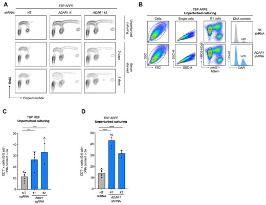 ADAR1 depletion induces tetraploidization of TBP cells. (A) Cell cycle profiling of BrdU pulse-labeled TBP ARPE cells transduced with a NT or ADAR1 shRNA grown in the presence or absence of serum for the indicated days. Propidium iodide was used to detect DNA content. (B) Gating strategy of FUCCI FACS protocol (26) used to quantify the fraction of G1 cells with a DNA content larger than 2n. Cells (1st column) were selected based on side-scatter (SSC) and forward scatter (FSC), single cells were separated by side-scatter-area (SSC-A) and side-scatter-height (SSC-H), cells gated by using mKO2-hCDT1+/mAG1-hGem− cells represent G1 cells and finally DAPI was used to identify G1 cells with a DNA content larger than 2n. (C, D) Percentage of G1 cells with a DNA content larger than 2n in TBP MEF (C) and TBP ARPE (D) cultures transduced with control (NT) (grey) and Adar1 (blue) sgRNA or ADAR1 shRNA, respectively) cultures. Dots represent independent measurements. Error bars indicate the standard deviation. Asterisks represent adjusted P-value of two-sided one way ANOVA test (Dunnett's multiple comparisons test) (**P-value = 0.008, ***P-value = 0.0009, ****P-value < 0.0001).