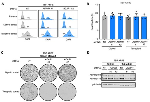 Progressive polyploidization upon ADAR1 depletion causes lethality under mitogen-deprived conditions. (A) DNA content (DAPI) of G1 TBP ARPE cells transduced with non-targeting (NT; grey) or ADAR1 shRNA (blue). The 1st row represents the parental population. The 2nd and 3rd row represent the diploid- and tetraploid-sorted fraction, respectively, that were FACS-sorted from the parental cultures. (B) Population doublings (h) of diploid- (left three bars) and tetraploid-sorted (right three bars) TBP ARPE cells transduced with NT (grey) and ADAR1 shRNA (blue). Cells were grown in unperturbed culturing conditions (+10% FCS) and passed before reaching confluency. Dots represent six independent measurements. Error bars indicate standard deviation. (C) Representative images of 25 000 diploid- and tetraploid-sorted TBP ARPE cells from (B) after 14 days of serum starved culturing. Plates were stained with crystal violet. (D) Protein levels of ADARp110 and ADARp150 of cultures used in (B) and (C). γ-Tubulin is used as a loading control.