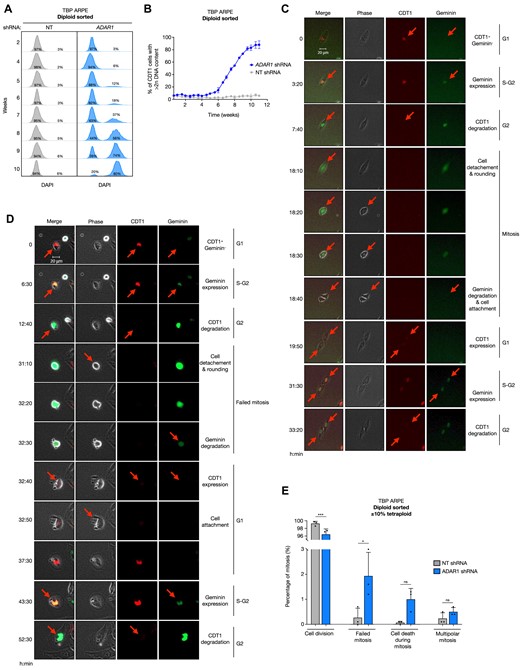 Mitotic failures in the absence of ADAR1 activity underlies WGD. (A) DNA content (DAPI) of diploid sorted G1 TBP ARPE cells transduced with a non-targeting (NT; grey) and ADAR1 shRNA (blue), cultured over time (rows; weeks). Percentages represent the fraction of G1 cells with 2n (left) or > 2n (right) DNA content. (B) Percentage of TBP ARPE cells in G1 phase transduced with a non-targeting (NT; grey) and ADAR1 shRNA (blue) with a DNA content > 2n cultured over time (weeks) based on the method described in Figure 2C. Cultures were measured on FACS bi-weekly and passed in unperturbed culturing conditions (+10% FCS). (C) Representative example of a FUCCI expressing TBP ARPE cell transduced with a NT shRNA tracked through mitosis using time-lapse microscopy (20× objective, 10-min intervals). Pictures represent key events (arrows and text) over time (rows; hours:minutes). (D) Representative example of a FUCCI expressing TBP ARPE cell transduced with a shRNA targeting ADAR1 that underwent a mitotic failure, tracked using time-lapse microscopy (20× objective, 10-min intervals). Pictures represent key events (arrows and text) over time (rows; hours:minutes). (E) Percentage of successful cell divisions and failed mitotic events as a percentage of all mitosis. Bars indicate TBP ARPE cells transduced with a NT (grey) or ADAR1 shRNA (blue). Sample size: NT shRNA (n = 1704) and ADAR1 shRNAs (n = 1519) individual mitosis divided over three independent experiments (dots). Error bars indicate the standard deviation. Asterisks represent adjusted p-value of a two-sided one-way ANOVA test (Šidák multiple comparison test). Significance levels per category: ‘Cell division’ ***P-value = 0.0005, ‘Failed mitosis’ *P-value < 0.0113, ‘Cell death during mitosis’ ns = non-significant; P-value = 0.2020.