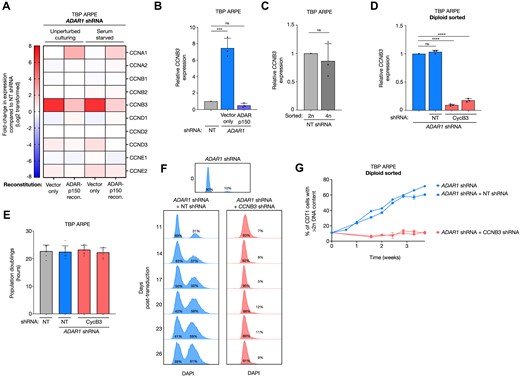 Tetraploidization in TBP ARPE cells upon ADARp150 depletion occurs through induction of Cyclin B3. (A) Expression levels of the major cyclins in TBP ARPE cells transduced with an ADAR1 shRNA reconstituted with pmGFP (vector only) or pmGFP-ADARp150 compared to TBP ARPE cells transduced with a NT shRNA, cultured as indicated. Data was obtained by total RNA sequencing. Color indicates the log2-fold change. (B) Relative CCNB3 expression levels of indicated TBP ARPE cells obtained using RT-PCR. Dots represent independent primer pairs specific for CCNB3 cDNA. Asterisks represent adjusted p-value of a two-sided one-way ANOVA test (Šidák multiple comparison test) (***P-value 0.0001) (C) Relative CCNB3 expression levels of indicated TBP ARPE cells obtained using RT-PCR. Dots represent independent primer pairs specific for CCNB3 cDNA. (D) Relative CCNB3 expression levels of indicated TBP ARPE cells obtained using RT-PCR. Dots represent independent primer pairs specific for CCNB3 cDNA. Asterisks represent adjusted p-value of a two-sided one-way ANOVA test (Šidák multiple comparison test) (****P-value < 0.0001). (E) Population doublings (h) of indicated TBP ARPE cells grown in unperturbed culturing conditions (+10% FCS) and passed before reaching confluency. Dots represent independent measurements. Error bars indicate standard deviation. (F) Upper plot represents the DNA content (DAPI) of diploid sorted G1 TBP ARPE cells transduced with an ADAR1 shRNA that accumulated 10% tetraploidy. These cells were used to transduce a non-targeting (NT) shRNA (blue; left lower column) or CCNB3 shRNA (red; right lower column) cultured over time (rows; days post-transduction). Percentages represent the fraction of G1 cells with 2n (left) or >2n (right) DNA content. (G) Percentage of TBP ARPE cells in G1 phase transduced with an ADAR1 shRNA (blue), ADAR1 shRNA + non-targeting (NT) shRNA (blue) or an ADAR1 shRNA + CCNB3 shRNA (red) with a DNA content >2n cultured over time (weeks) based on the method described in Figure 2C. Cultures were measured on FACS bi-weekly and passed in unperturbed culturing conditions (+10% FCS).