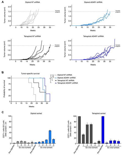 In vivo relevance of ADAR1 depletion and whole genome duplication. (A) Individual growth curves of diploid and tetraploid TBP ARPE cells with normal (NT) or reduced ADAR1 expression (ADAR1 shRNA) injected under the skin of NMRI mice (5 animals per cell line). Dashed line indicates the maximally tolerated tumor size. (B) Kaplan–Meier survival curves of mice injected with the indicated cells. Asterisk indicates P-value. Significance levels in comparison to Diploid NT shRNA: Diploid ADAR1 shRNA *P-value = 0.0177, Tetraploid NT shRNA *P-value = 0.0222, Tetraploid ADAR1 shRNA **P-value 0.0045). (C) Percentages of diploid- or tetraploid-sorted TBP ARPE cells with a DNA content larger than 2n before injection (pre-injection) and after tumor growth in vivo and brief culturing ex vivo (ex vivo tumors). Grey bars indicate cells with normal ADAR1 expression; blue bars cells with ADAR1 knockdown.