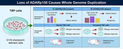 Graphical Abstract