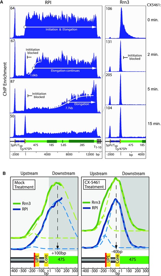 De novo RPI–Rrn3 initiation is arrested by CX-5461 but ongoing transcription elongation is not affected. (A) Time course of DChIP-seq rDNA interaction profiles for RPI and Rrn3 during the first 15 min of inhibition by 10 μM CX-5461 in NIH3T3 cells. The scale of ChIP enrichment is indicated at the upper left of each lane. The key elements of the rDNA repeat are indicated and labelled as in Figure 2D. Supplementary Figure S3A shows the same data but across the full rDNA unit and includes a 30 min time point. The elongation rate in the presence of CX-5461 was determined from the positions of the RPI boundaries formed after 2 and 5 min of drug treatment. Detailed treatments are given in Supplementary Figure S3D and E, but briefly the boundary positions were defined by sigmoidal curve fits to the RPI ChIP-seq datasets giving initial elongation rates in the presence of CX-5461 of 13.6 and 25.6 nucleotides/s, respectively, at 2 and 5 min. These initial rates did not account of the delay in drug uptake, but by assuming the elongation rate should remain constant during the first 5 min of drug treatment, this could be estimated as 71 s, giving a true elongation rate of 33.5 nucleotides/s. Similar estimates were made using linear curve fits to RPI levels in independent ChIP-qPCR experiments. This approach gave an independent estimate for elongation as 39 nucleotides/s and a drug uptake delay of 56 s. Taking the two independent estimates gave a mean elongation rate of 37 ± 3 nucleotides/s and a drug uptake delay of 64 ± 8 s. (B) High-resolution profiles of RPI and Rrn3 across the 47S promoter after mock treatment or 15-min treatment with 10 μM CX-5461. Gaussian curve fits (dotted lines) were used to estimate the indicated central positions of the factors relative to the 47S initiation site. It should be noted that for the ‘mock treatment’ the distribution of RPI and Rrn3 at the 47S promoter continues into the adjacent 47S coding region; hence, the curve fit was only to the 5′ rise in RPI and Rrn3 loading profile (solid line). The positions of the two functional 47S promoter sequence elements, the upstream element (UPE) and core (yellow), and the adjacent T0 termination site (red) are indicated below each panel. Supplementary Figure S3C shows these data side by side with mapping of UBF and TAF1B.