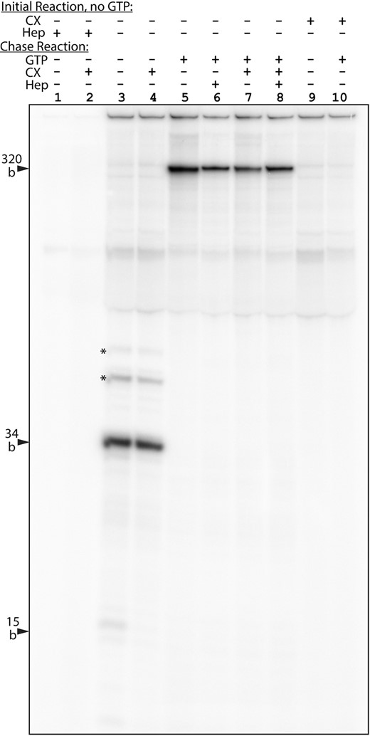 CX-5461 inhibits RPI transcription initiation but not elongation in vitro. Cell-free transcription assays were carried out using a template containing the mouse rDNA 47S promoter fragment from −168 to 292 bp relative to the 47S initiation site in which bases +1 to +34 bp lacked G residues on the non-coding (top) strand. The template was linearized within the adjacent pUC9 vector sequence to give an RNA run-off product of 320 bases. An initial reaction was performed in the absence of GTP during which transcription was arrested at the first G-residue, giving a 34-base product. Subsequent addition of GTP to the reaction (chase reaction) allowed transcripts to elongate to the end of the template, and in the absence of CX-5461 (CX) also allowed multiple rounds of initiation/elongation that could be prevented by addition of heparin (compare lane 5 with lanes 6–8). Addition of 10 μM CX-5461 during the initial reaction eliminated synthesis of both 34-base and full-length transcripts but its addition during the GTP chase reaction had no effect on the efficiency of elongation of 34-base transcripts to full length. The asterisk in lanes 3 and 4 indicates a degree of readthrough at the end of the G-less cassette, bands corresponding to the positions of subsequent G-residues.
