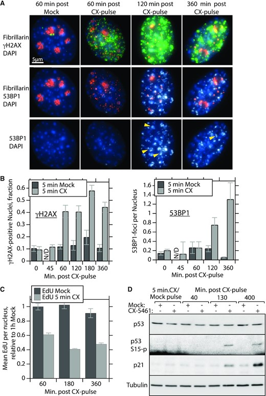 Arrest of 47S pre-RNA synthesis by CX-5461 leads to DNA damage and arrest of replication. (A) Epifluorescence imaging of NIH3T3 cells treated with a 5-min 10 μM CX-pulse and probed for γH2A.X and 53BP1 DNA damage foci and for fibrillarin at time points after CX-5461 removal. Arrows indicate colocalization of 53BP1 foci and fibrillarin (see Supplementary Figure S6 for a more complete image set). (B) The left panel shows the fraction of γH2A.X positive nuclei and the right panel shows mean number of dominant 53BP1 foci per nucleus at different time points after the CX-pulse. Wide-field 3D image stacks from three biological replicas were subjected to volumetric analysis using Volocity software (Quorum Technologies) (see the ‘Materials and Methods’ section). Staining intensity >250% above the Otsu intensity threshold (41) was considered positive. Dominant 53BP1 foci were also defined as having volumes between 1 and 10 μm3. More than 150 nuclei were analysed per experimental time point and the SEM for each is indicated. (C) Relative nuclear EdU incorporation at time points after the CX-pulse determined from staining intensities in wide-field images, examples of which are shown in Supplementary Figure S7. Quantitation of EdU incorporation was again obtained using the Volocity software (Quorum Technologies) to analyse ≥5 image fields, and an average of 40 nuclei per time point and treatment; the SEM is shown. (D) Western blot analysis of NIH3T3 total cellular protein for the expression of p53, S15-phospho p53 and p21 at indicated time points after the CX-pulse. Tubulin was used as an internal loading standard.
