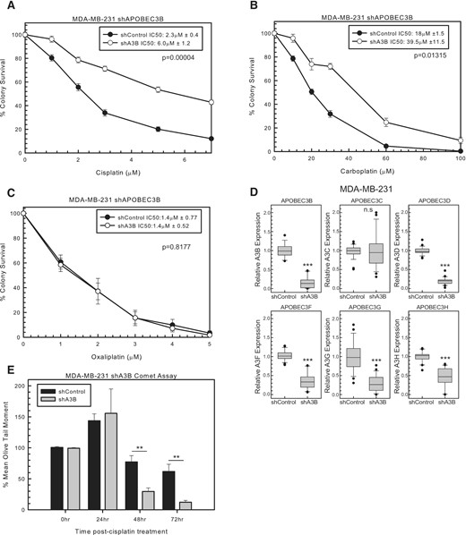 A3 mediation of cisplatin and carboplatin response. MDA-MB-231 colony survival assay with shControl or shA3B treated for 2 h with (A) cisplatin, (B) carboplatin and (C) oxaliplatin. P-values determined using unpaired two-sided t-test. (D) MDA-MB-231 A3 expression determined by RT-PCR for shControl or shA3B. Unpaired two-sided t-test was used to determine P-values. (E) Modified alkaline comet assay in MDA-MB-231 with shControl or shA3B treated for 2 h with 10 μM cisplatin. Error bars are standard deviation. n.s. represents not significant, *P < 0.05, **P < 0.01 and ***P < 0.001.