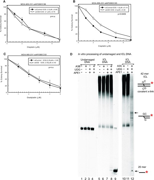 Specific A3 knockdown using siRNA to evaluate cisplatin response. (A) MDA-MB-231 colony survival assay with siControl or siA3B with 2-h cisplatin treatment. MDA-MB-231 colony survival assay with siControl or siA3D treated for 2 h with (B) cisplatin or (C) oxaliplatin. P-values determined using unpaired two-sided t-test. (D) In vitro deamination and incision assay. Undamaged DNA, lanes 1–4; ICL DNA, lanes 5–8 and 10–12. A3B-CTD, UDG, APE1 and A3C are signified with + if in the reaction. A 20mer marker was loaded in lane 9. Substrate depictions and possible reaction products are included next to the gel.