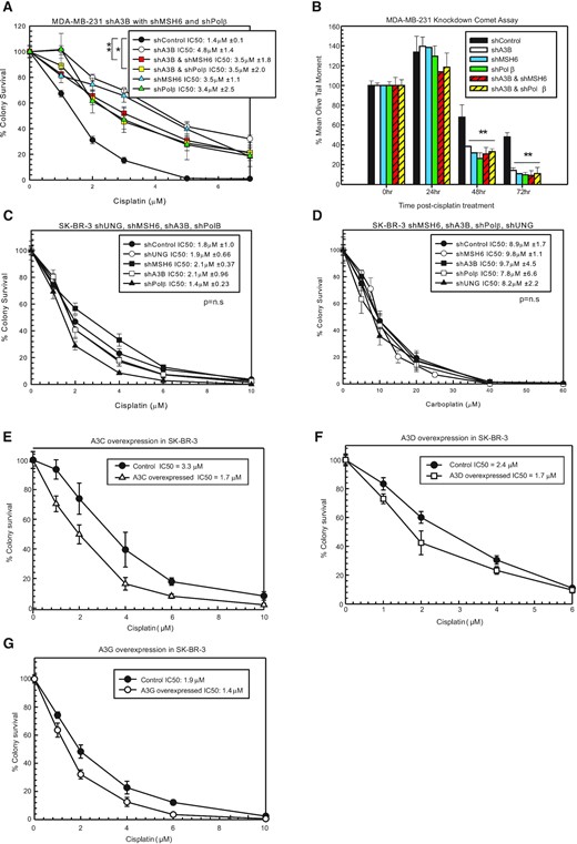 Epistatic relationship of A3 enzymes, BER and MMR to mediate cisplatin response. (A) MDA-MB-231 colony survival assay with 2-h cisplatin treatment with shControl, shA3B, shA3B and shMSH6, shA3B and shPolβ, shMSH6 and shPolβ. (B) Modified alkaline comet assay with the cells from (A) treated for 2 h with 10 μM cisplatin. Colony survival assay with SK-BR-3 shControl, shUNG, shMSH6, shA3B and shPolβ with 2-h (C) cisplatin or (D) carboplatin treatment. Colony survival assays in SK-BR-3 cells with cisplatin treatment following overexpression of (E) A3C, (F) A3D or (G) A3G in SK-BR-3 cells compared to control constructs. Colony survival P-values determined using unpaired two-sided t-test. n.s. represents not significant, *P < 0.05, **P < 0.01 and ***P < 0.001.