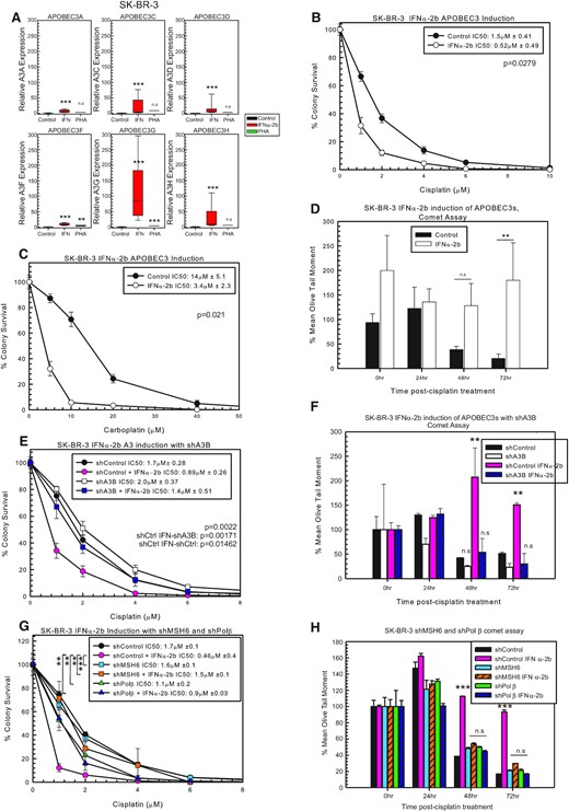 Induction of A3s with IFNα-2b and sensitization to cisplatin treatment. (A) A3 expression in SK-BR-3 determined by RT-PCR. P-values determined using unpaired two-sided t-test. SK-BR-3 colony survival assay with control or IFNα-2b treatment with 2-h (B) cisplatin or (C) carboplatin treatment. (D) Modified alkaline comet assay with SK-BR-3 control or IFNα-2b-treated cells with 2-h 5 μM cisplatin treatment. (E) SK-BR-3 colony survival assay with shControl or shA3B with or without IFNα-2b with 2-h cisplatin treatment. P-values determined using one-way ANOVA with Tukey’s post-hoc analysis. (F) Modified alkaline comet assay with the cells from (E) after 2-h 5 μM cisplatin treatment. (G) SK-BR-3 colony survival assay with shControl, shMSH6 and shPolβ with or without IFNα-2b with 2-h cisplatin treatment. P-values determined using one-way ANOVA with Tukey’s post-hoc analysis. (H) Modified alkaline comet assay with cells from (G) after 2-h 5 μM cisplatin treatment. n.s. represents not significant, *P < 0.05, **P < 0.01 and ***P < 0.001.