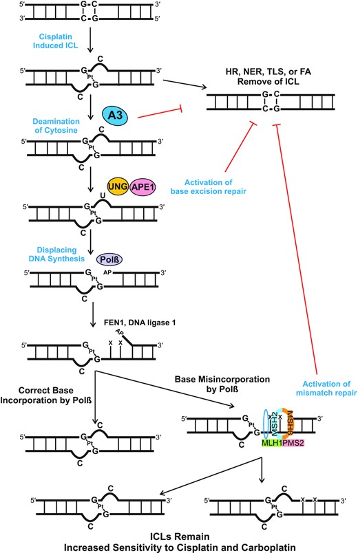 Model of A3 activation of BER and MMR. Our data are consistent with A3 family members deaminating the extrahelical cytosine at cisplatin and carboplatin ICLs. The subsequent uracil induced by the A3s activates the BER pathway, specifically via UNG recruitment followed by APE1 incision at the abasic site. Polβ synthesizes DNA downstream of the ICL and preferentially misincorporates nucleotides, which leads to recruitment of the MMR proteins. The subsequent futile cycle of processing the flanking DNA at the ICLs results in blocking productive ICL DNA repair and leads to enhanced sensitivity to cisplatin and carboplatin.