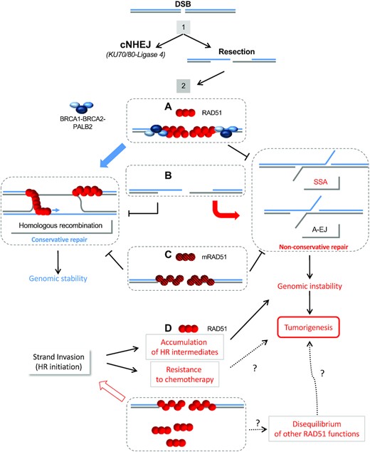 Roles of RAD51 in DSB repair pathway selection and consequences for genomic instability. The choice of the DSB repair pathway occurs in two steps (52, 53): 1, competition between canonical non-homologous end-joining (cNHEJ), which is conservative (53), and resection leading to a 3′ ssDNA; 2, competition between conservative HR and non-conservative single-strand annealing (SSA) or alternative end-joining (A-EJ) on the 3′ ssDNA. Resection can reveal complementary single-stranded DNA; their annealing results in SSA (long sequences) or A-EJ (microhomology-mediated) with loss of the intervening sequence. Thus, SSA and A-EJ are non-conservative, leading to genomic instability. (A) Loading of wild-type RAD51 (red circles) on ssDNA triggers conservative HR through its enzymatic search for homology and strand exchange activity and thus maintains genome stability. In addition, the presence of RAD51 on ssDNA prevents the annealing of the complementary ssDNA, protecting genome stability against non-conservative repair. (B) The absence of RAD51 on ssDNA does not allow HR and makes DNA accessible to alternative and non-conservative SSA and A-EJ, fostering genomic instability. (C) The loading of mutant mRAD51 (hatched red circles) proteins with maintained DNA binding capacities, yet unable to perform strand exchange, will result in defective HR without stimulation of alternative non-conservative repair. Non-conservative repair generates genomic instability that can fuel tumourigenesis. (D) Overexpression of RAD51 might initiate more strand exchange and HR events, resulting in resistance of DNA damage-based chemotherapy. In addition, this putative stimulation of strand exchange might result in the accumulation of unresolved HR intermediates that generate genetic instability. RAD51 overexpression might result in disequilibrium of other HR functions and cell homeostasis, leading to tumourigenesis.