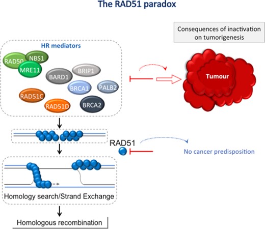 The RAD51 paradox.