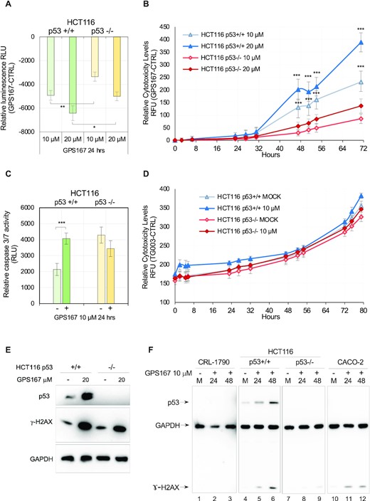 p53-dependent impact of GPS167 on growth and cytotoxicity. (A) The CellTiter-Glo assay was used to monitor the impact of GPS167 on growth after 24 h. Asterisks indicate statistical significance between p53 +/+ and p53 −/− HCT116 cells at similar concentrations of GPS167. n = 6 technical replicates. (B) The CellTox-Green assay was used to monitor cytotoxicity of treated and untreated p53 −/− and p53 +/+ HCT116 cells at different times and two concentrations of GPS167. Multiple t tests and n = 6 technical replicates were used to calculate significance. (C) Caspase 3/7 cleavage assay performed 24 h after cells were treated with 10 μM of GPS167. n = 6 technical replicates. (D) Cytotoxic impact of TG003 on wild-type and p53 −/− HCT116 cells. (E) γ-H2AX is activated and p53 expression increases following treatment with GPS167. Twenty-four hours post-treatment with GPS167, immunoblots were performed to detect p53 and γ-H2AX. A loading control was done with the GAPDH antibody. (F) p53 and γ-H2AX expression in CRL-1790, HCT116 and Caco-2 cells following treatment with GPS167. As loading control, we used the GAPDH antibody. Immunoblots were done successively with different antibodies and then exposure was adjusted for equivalent GAPDH signals in different cell lines. Asterisks indicate statistical significance (***P< 0.001, **P< 0.01, *P< 0.05).